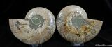Inch Split Ammonite Pair From Madagascar #593-2